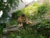 2012-06_Zoo - 13