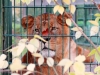 2014-11_Zoo Eberswalde 012